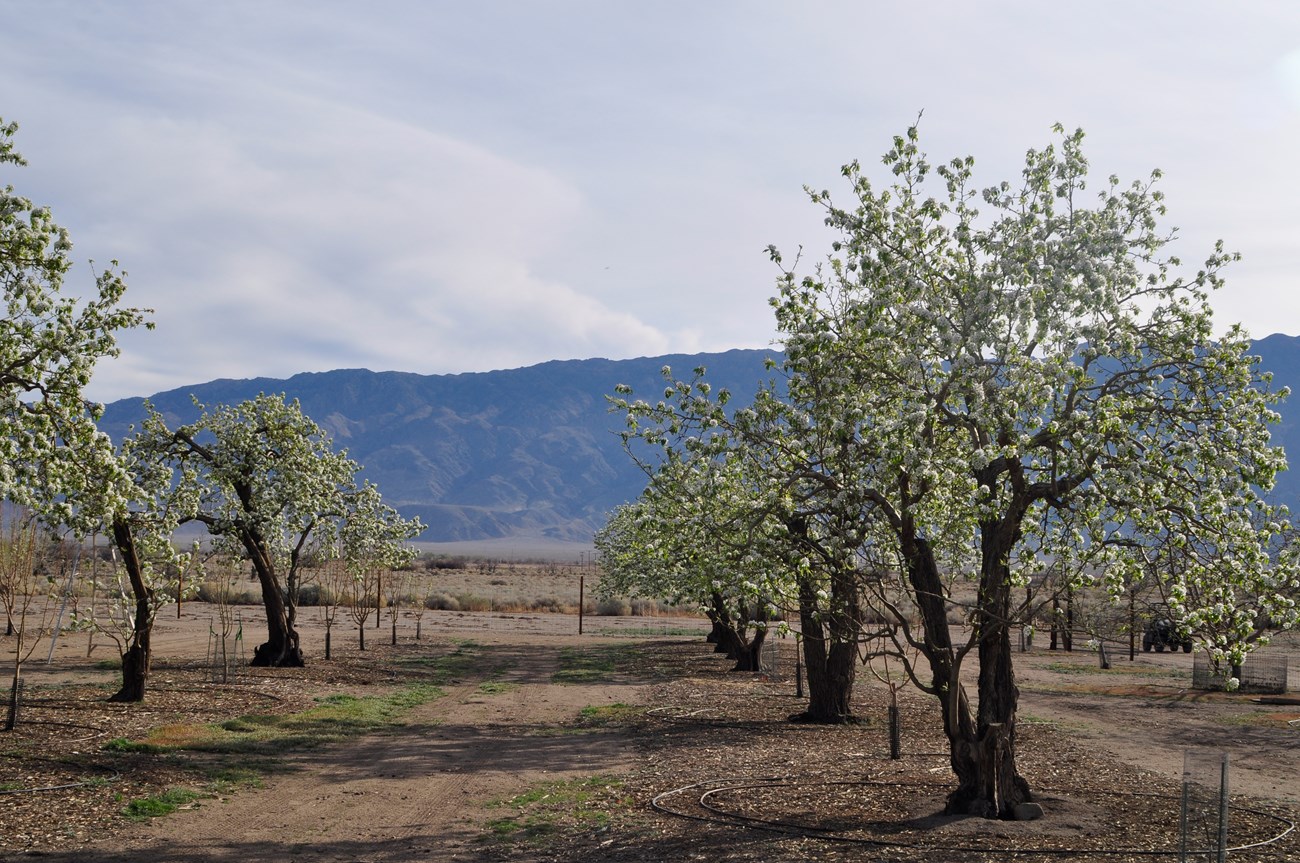 Trees grow in rows in an orchard, where young trees are interspersed with mature trees. Irrigation lines and fencing around the young trees.