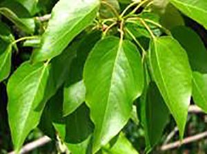 The rounded leaves on a Balm of Gilead tree are elongated and glossy.