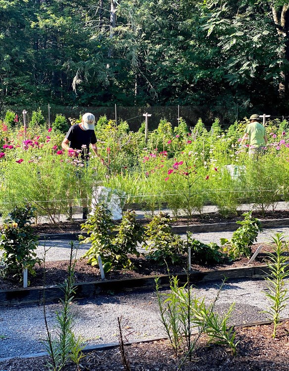 People work in a cutting garden, where a variety of flowers and plants grow in raised beds.
