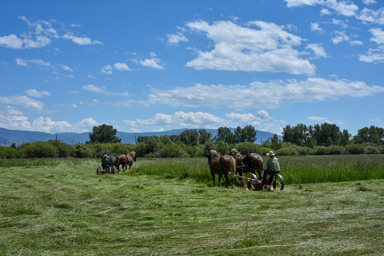Cutting hay at Grant-Kohrs Ranch Drivers lead two horse teams along the edge of a hay field to cut hay in preparation for harvest