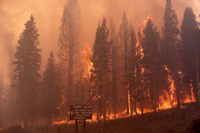 Conifer trees engulfed in flame and smoke behind a sign that says "Grant Village"