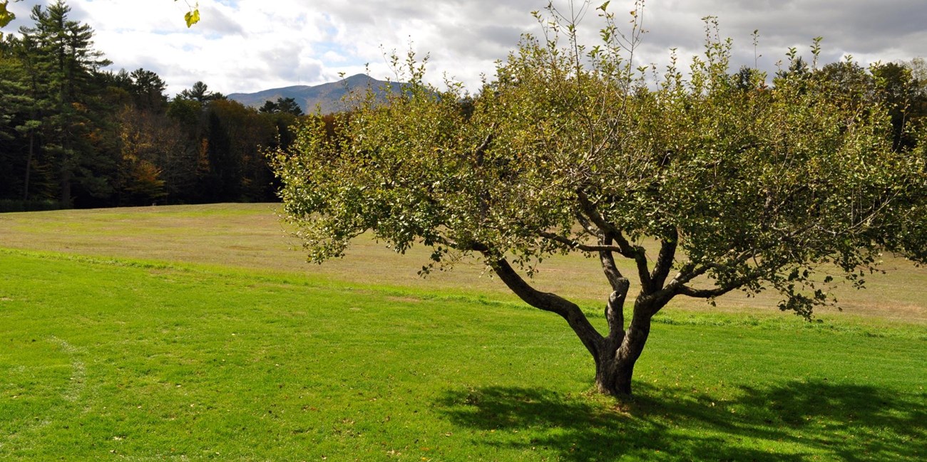 Short apple tree growing in turf, with a short trunk and wide leafy canopy