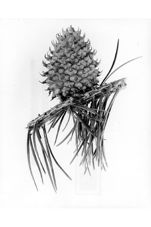 Black and white image of a prickly pine cone and branch with needles in pairs