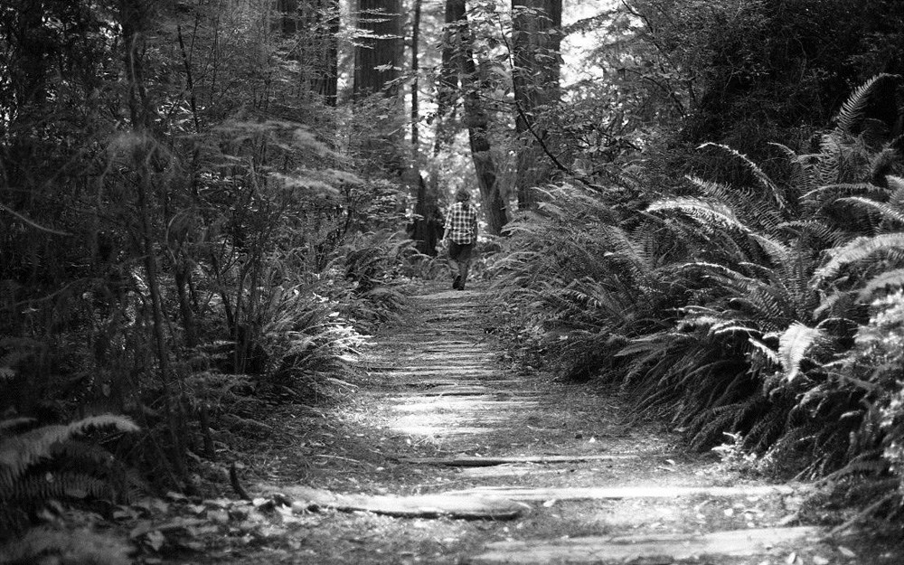 Abandoned Puncheon Road A person walks away down a narrow trail through woods, surfaced with wood planks