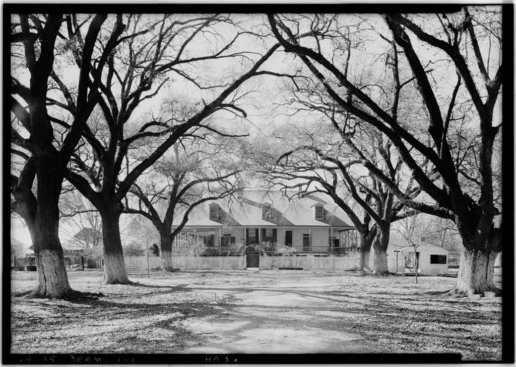 Large oak trees with white paint at the base of the trunks lline a driveway to a house with a fence around its yard