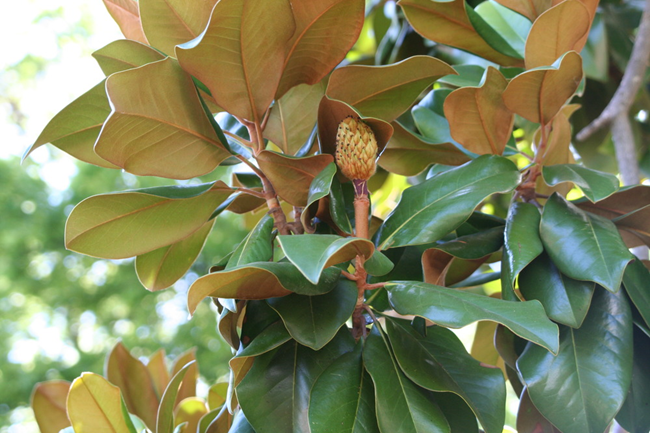 Close up of broad, glossy magnolia leaves and oval seedpod