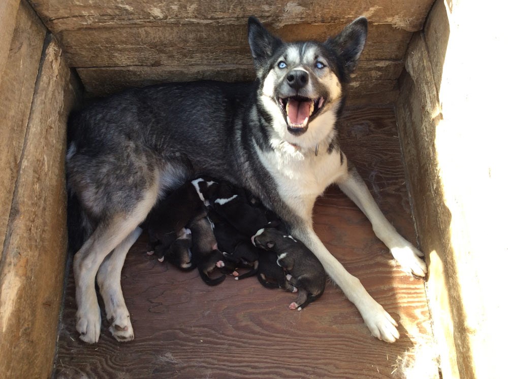 clove female sled dog in a dog house nursing 7 puppies
