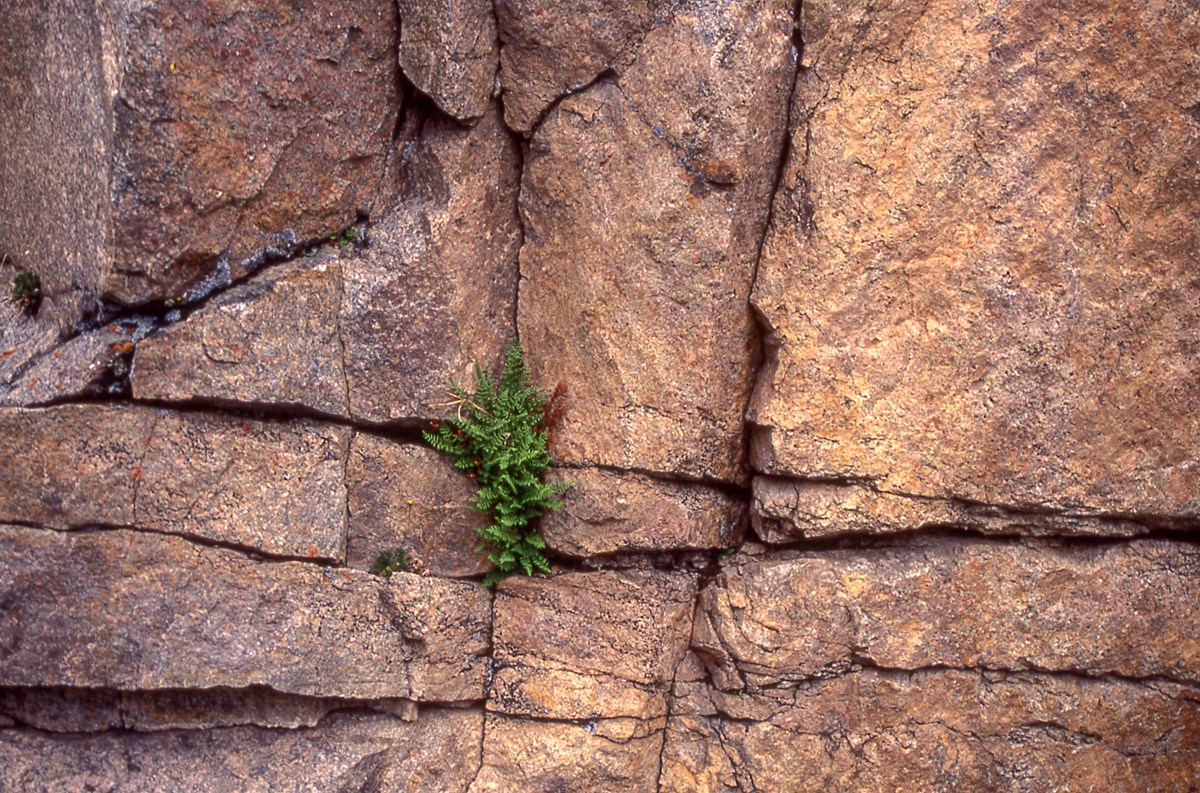 rock face with prominent joints and a fern growing in a crack