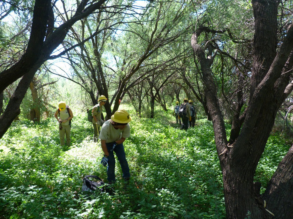 2012-TUMA-MaintainRestoreLandscape Southwest Conservation Corps sawyer crew helps to reduce fuel load.