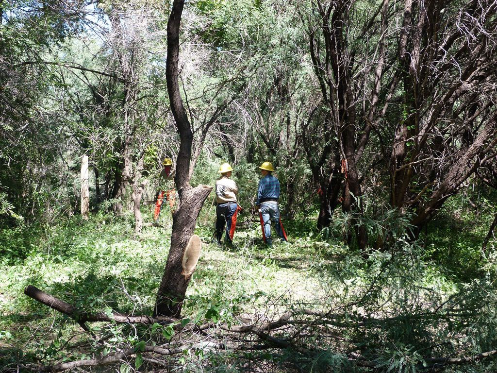 People in hard hats use hand tools to clear vegetation.