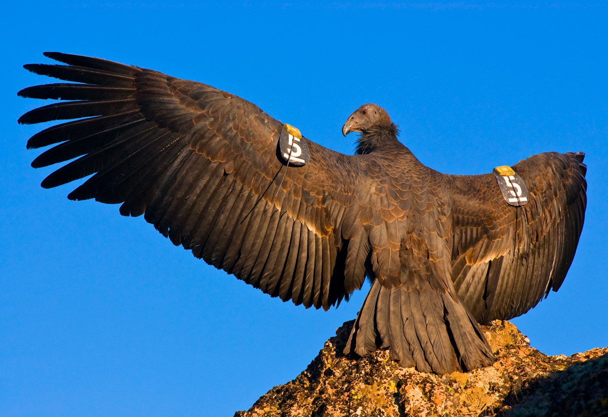 A condor spreads it's wings in the sunshine.