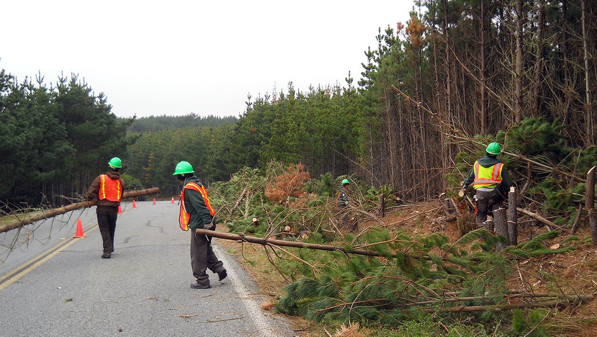 Crew members, wearing hard hats and orange vests, carry trees out from the forested area adjoining a road.