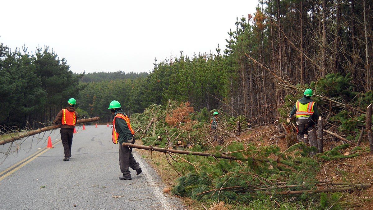 lt= Crew members, wearing hard hats and orange vests, carry trees out from the forested area adjoining a road.