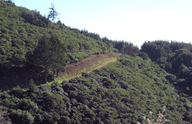 A dirt fire road cuts up a wooded slope.