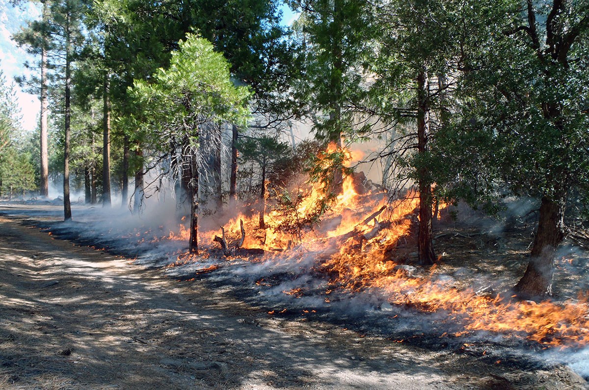 Fire burns on a small tree-covered hillside next to a gravel road.