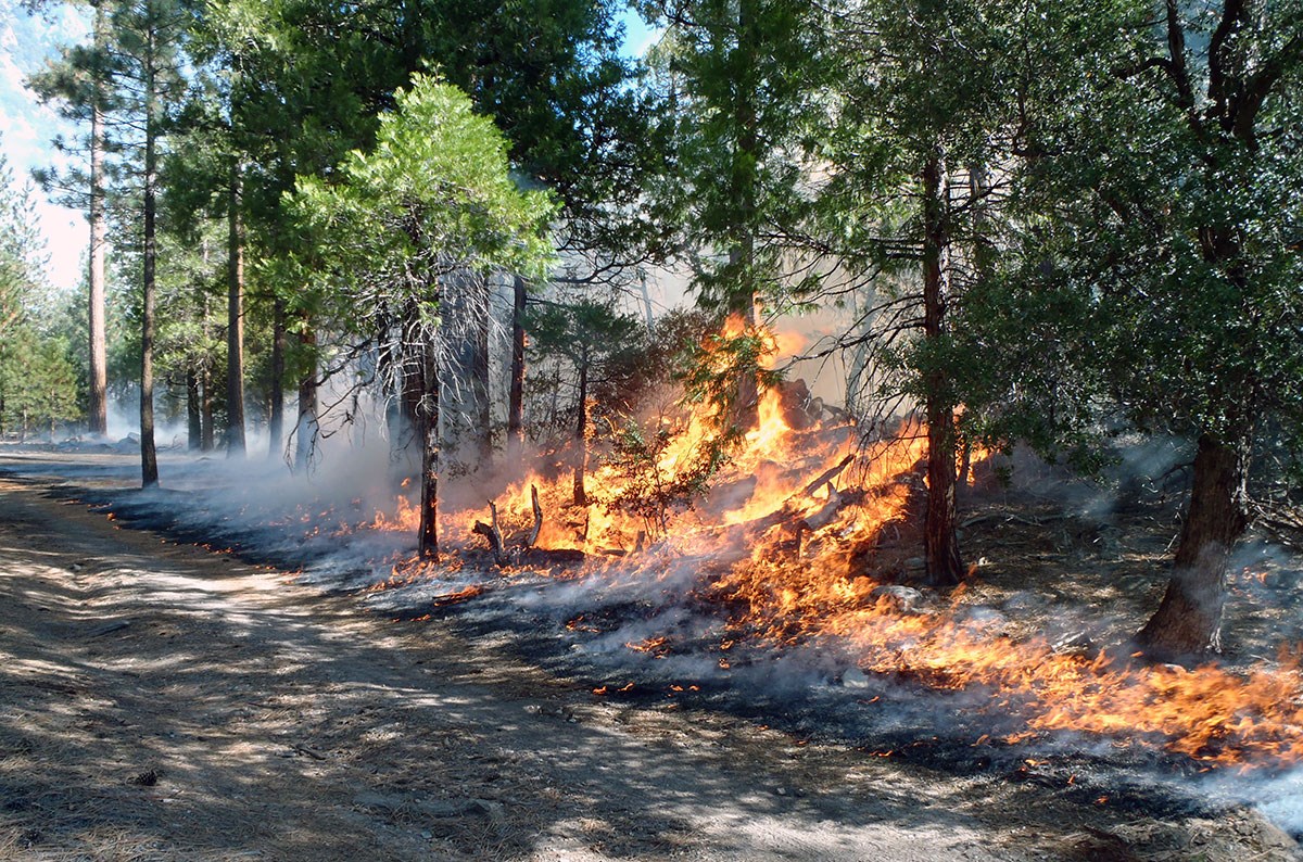 lt= Fire burns on a small tree-covered hillside next to a gravel road.