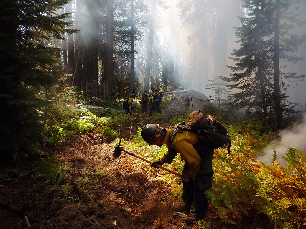 A firefighter uses a hand tool to dig a fireline on a slope with lots of vegetation.