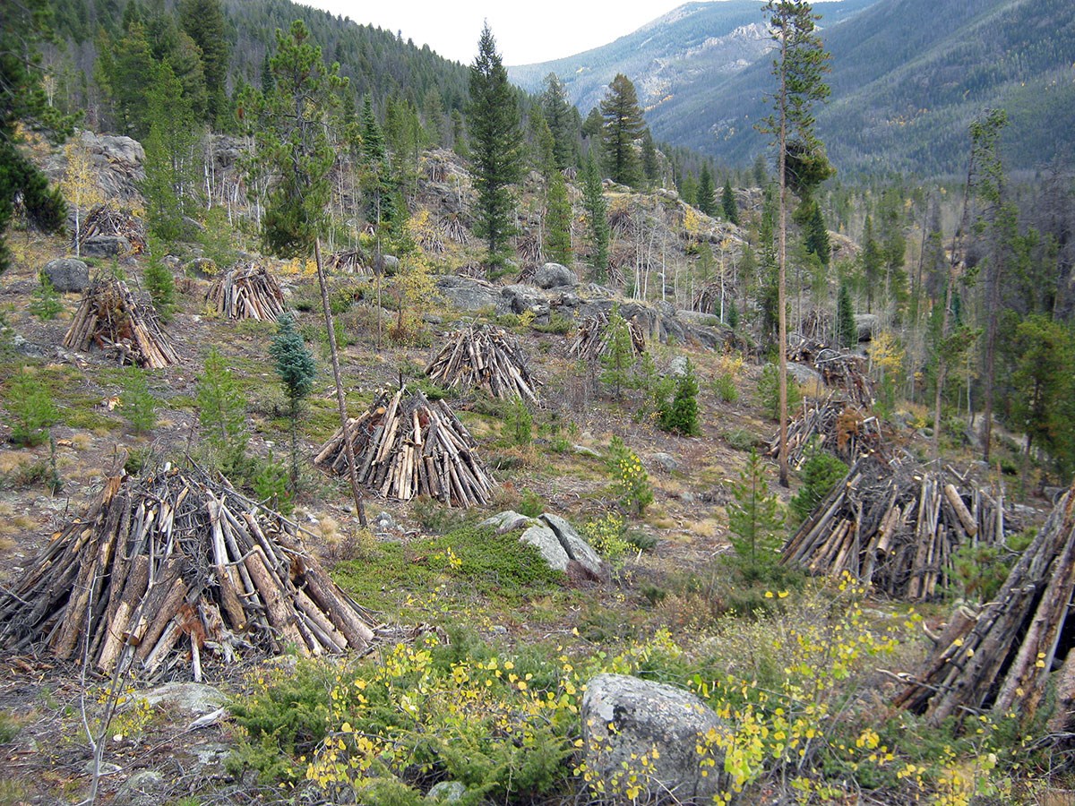 Piles of wood and woody material stacked in tipi shapes on a slope with forests and mountains in the distance.