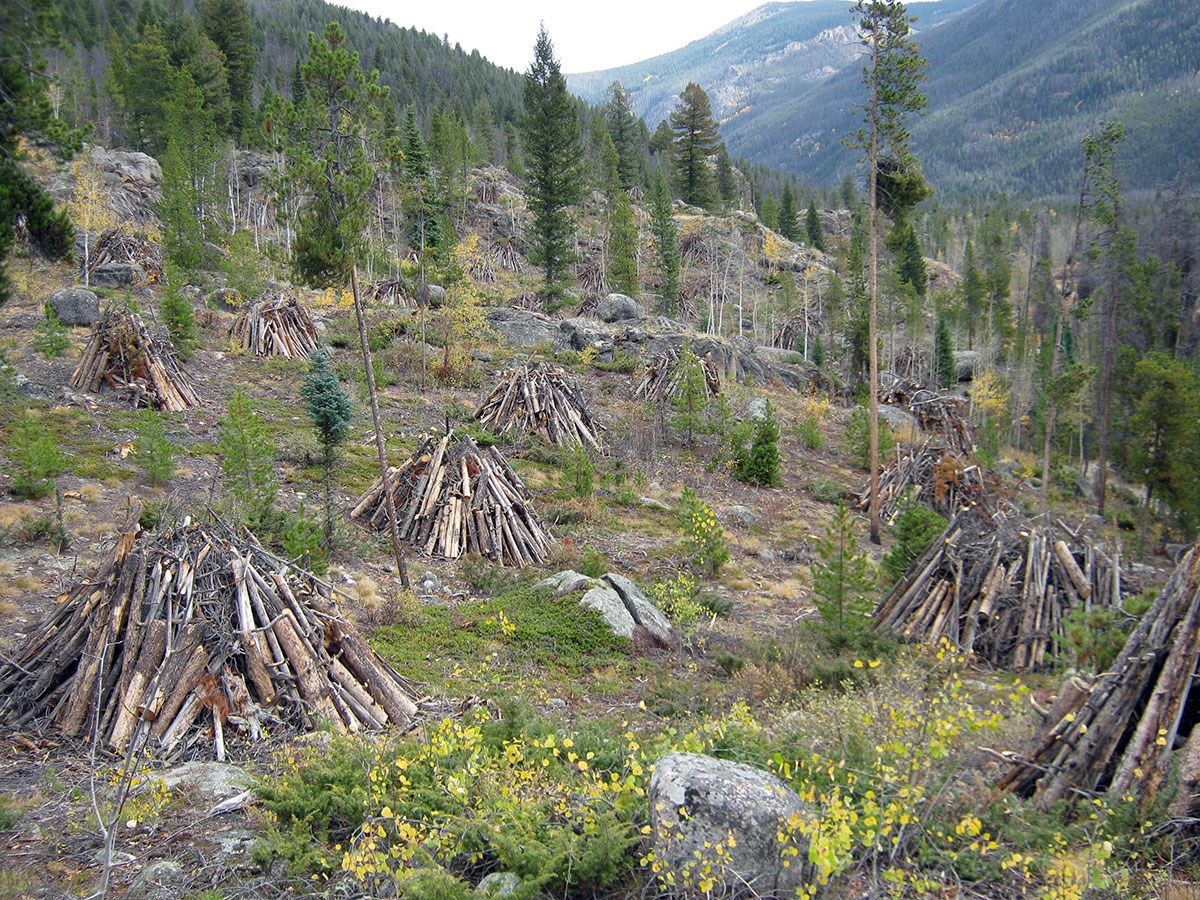 lt= Piles of wood and woody material stacked in tipi shapes on a slope with forests and mountains in the distance.