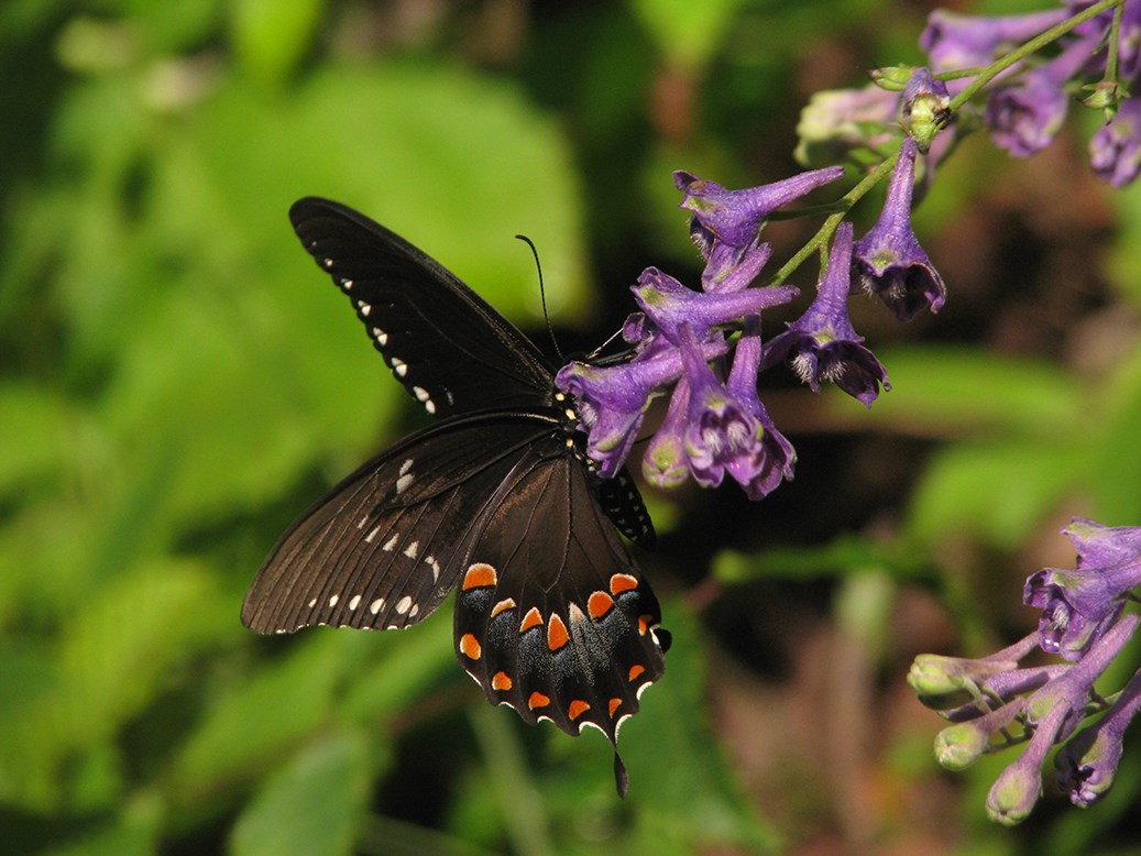 lt= Colorful butterfly on purple tall larkspur flower.