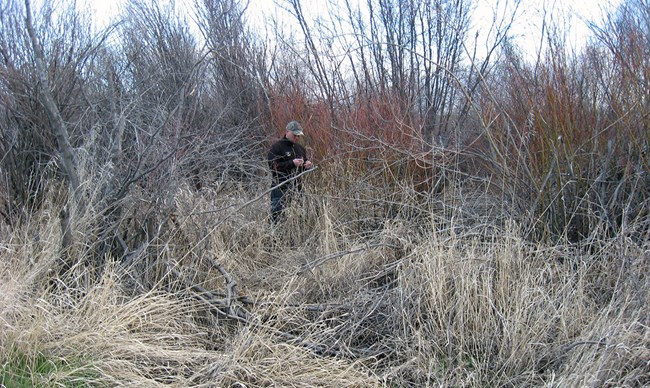 A firefighter is surrounded by tall grasses and riparian shrubs.