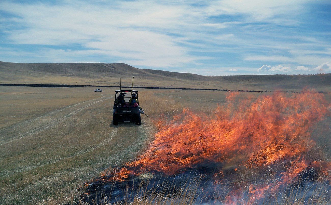 Firefighters head toward a small hill in a utility vehicle lighting grasses using a drip torch.
