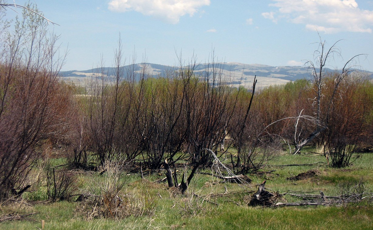 View of the burned area with green grass after the burn.
