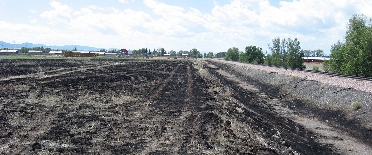 Burned area with trees and buildings in distance.