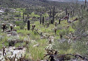 A hillside covered with shrubs, saguaros, and buffelgrass.