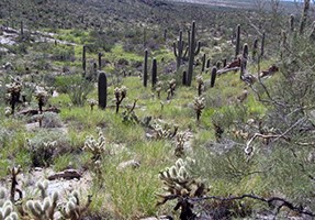 lt= A hillside covered with shrubs, saguaros, and buffelgrass.