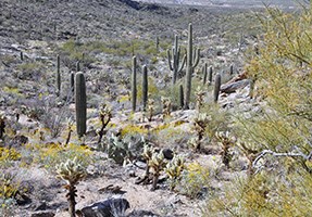 A hillside with shrubs and saguaros.
