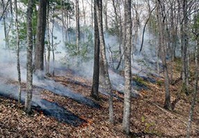 Fire backing down on forested slope.