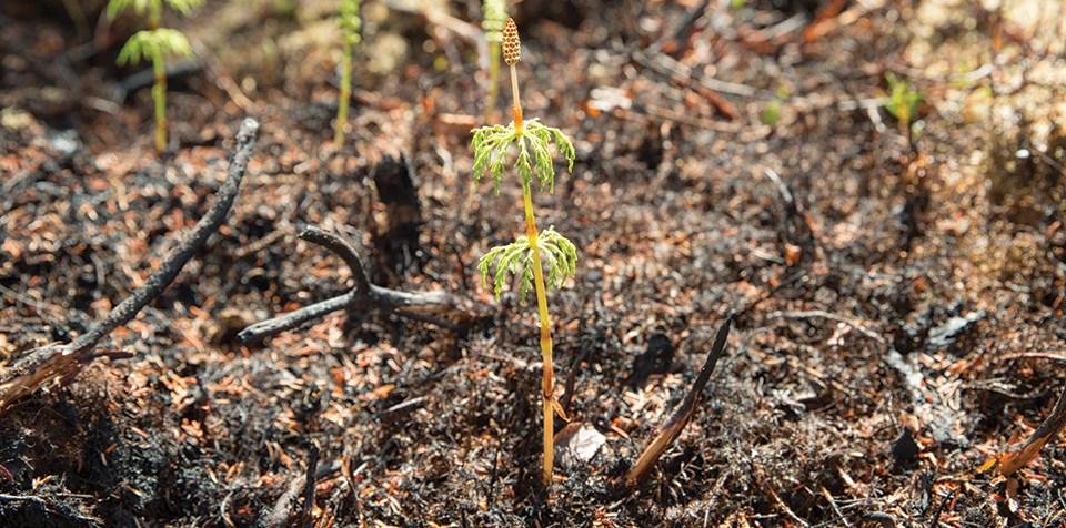 A small plant grows in a recently burned area.