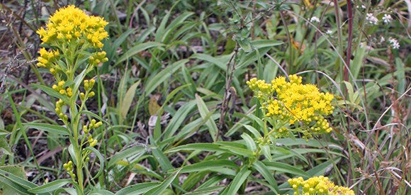 Yellow flowers amongst grasses.