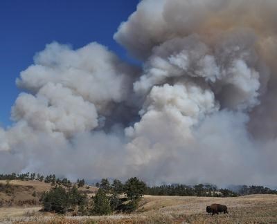 A bison seems unaware of the smoke plume from the American Elk Prescribed Fire behind it