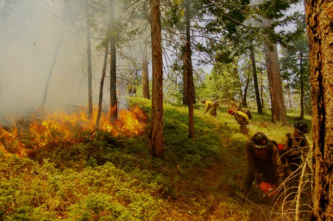 A fire crew works to build fireline during a fire. The fire is on the left side of the image and the crew is on the right hand side. There are firefighters lined up with various tools from the foreground to the background in a line.