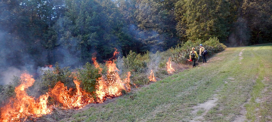 lt= A firefighter ignites a prescribed fire along a line of shrubs using a drip torch, while another firefighter monitors with a rake.