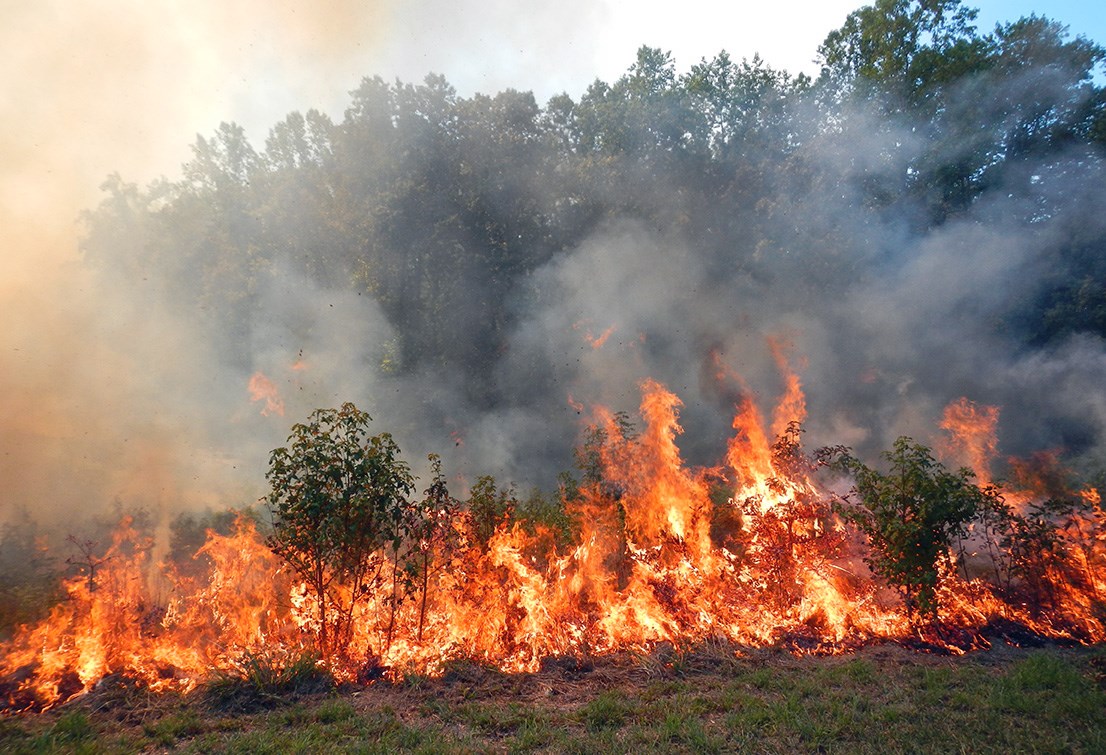 lt= Shrubs and grass on fire.