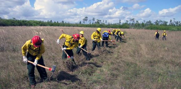 A crew of firefighters uses hand tools to dig fireline in a meadow.