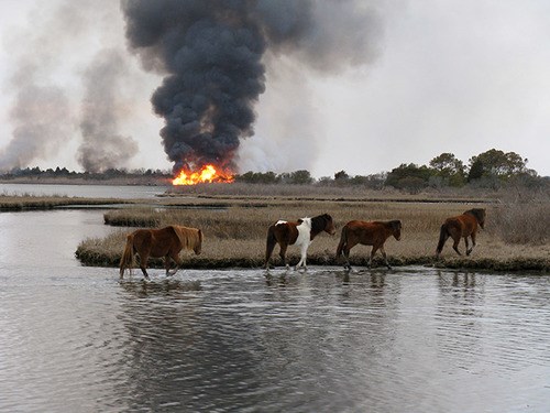 Horses Pass through water with fire in background