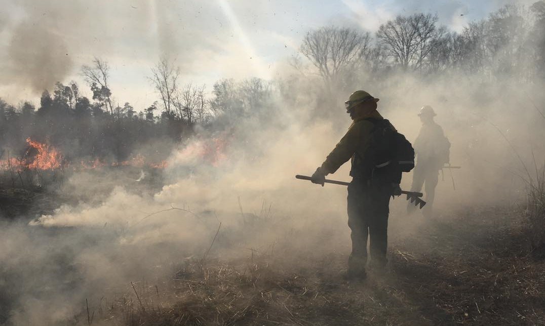 Prescribed burn A firefighter holds a rake while walking through a smokey field.
