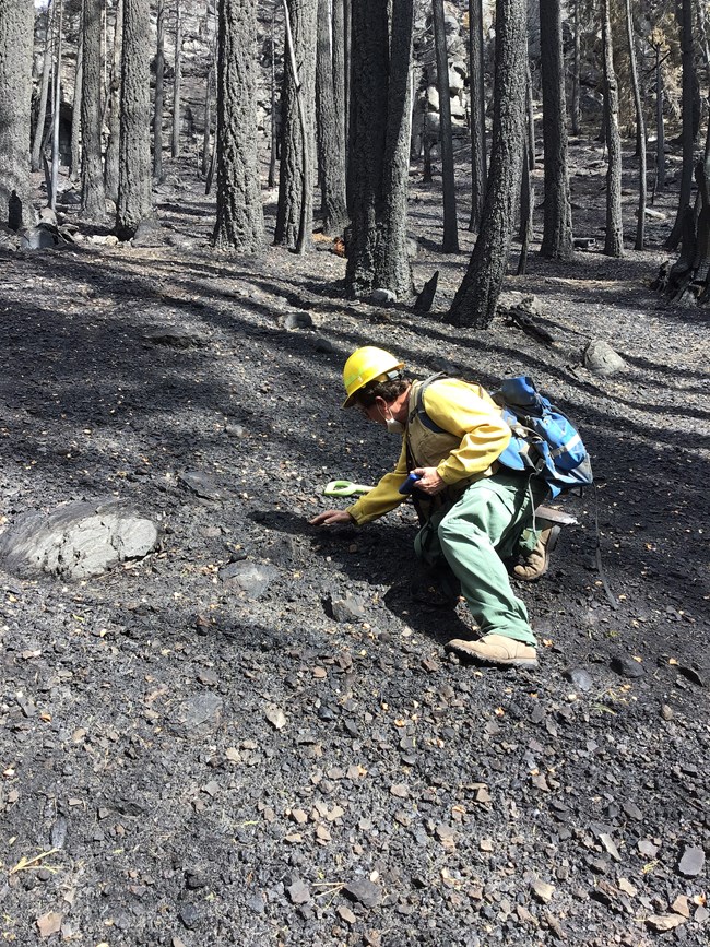 Conducting soil burn severity assessments for the Dixie Fire at Lassen Volcanic National Park. September 2021.