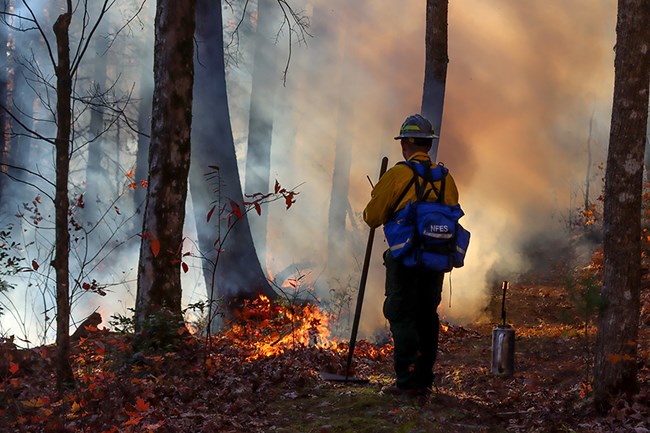 Staff monitors prescribed fire at Great Smoky National Park.