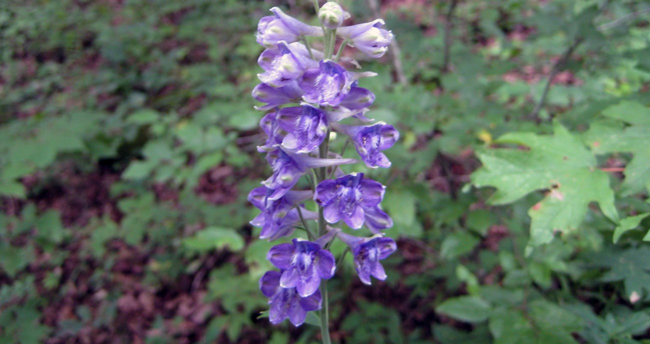 Tall larkspur in bloom.