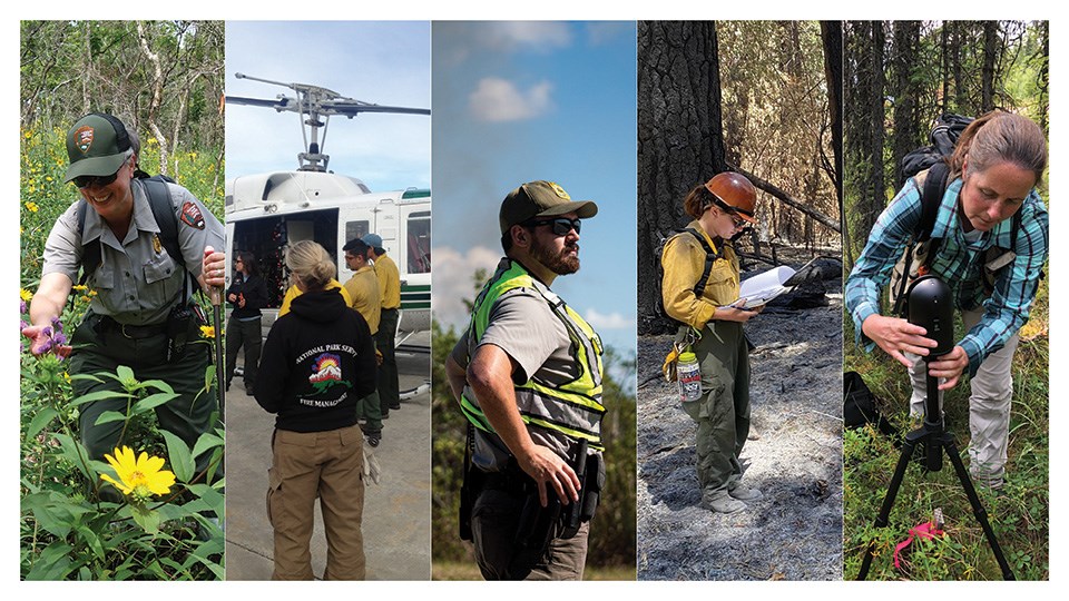 Five images of people working, a person kneels for a closer look at a flower, a group stands near a helicopter, a law enforcement officer stands on a roadside, a firefighter checks notes, a person adjusts equipment in the field.