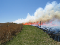 Prescribed Prairie Fire