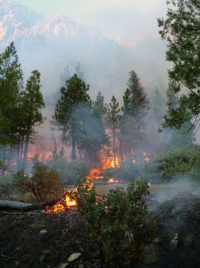 Fire burns in a sparsely wooded area and smoke rises, obscuring a mountain.