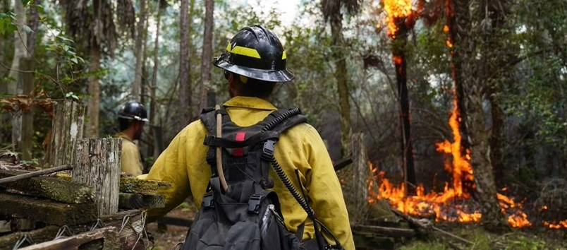 A wildland firefighter monitors a prescribed fire while watching palm trees in flames.