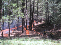 Stripes of fire ignited for prescribed burn