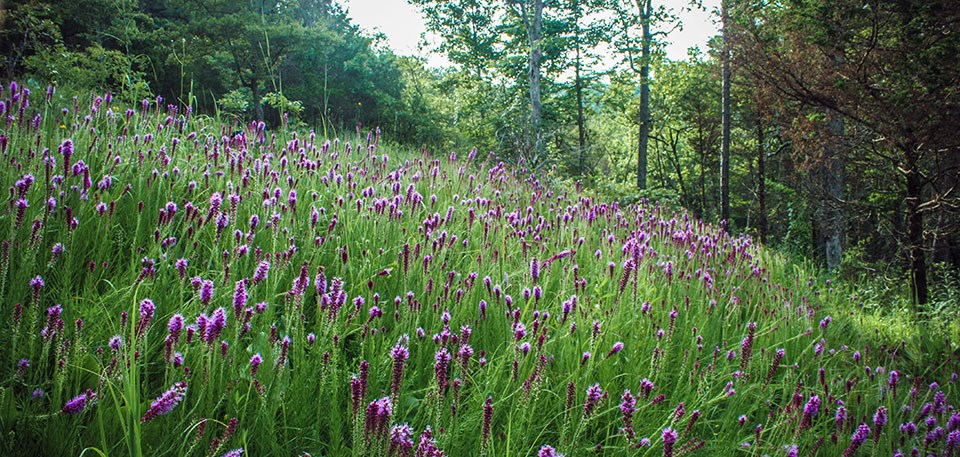 Purple flowers dot a hillside with forest in the background.
